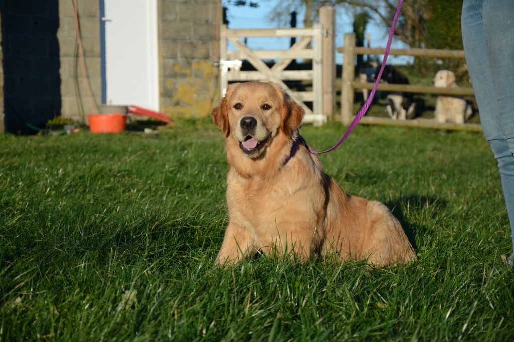 Publication : De Novely Auteur : Elevage de Novely