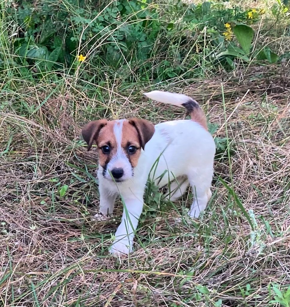 Publication : du domaine de Dalfinat Auteur : sophie perez sorabella