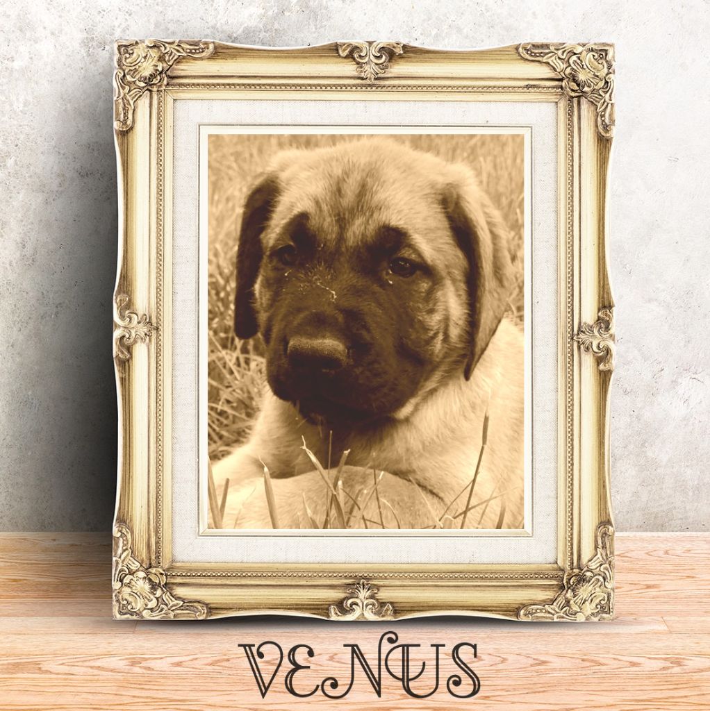 Publication : des Mastiffs d'Enfer Auteur : 5 MOIS