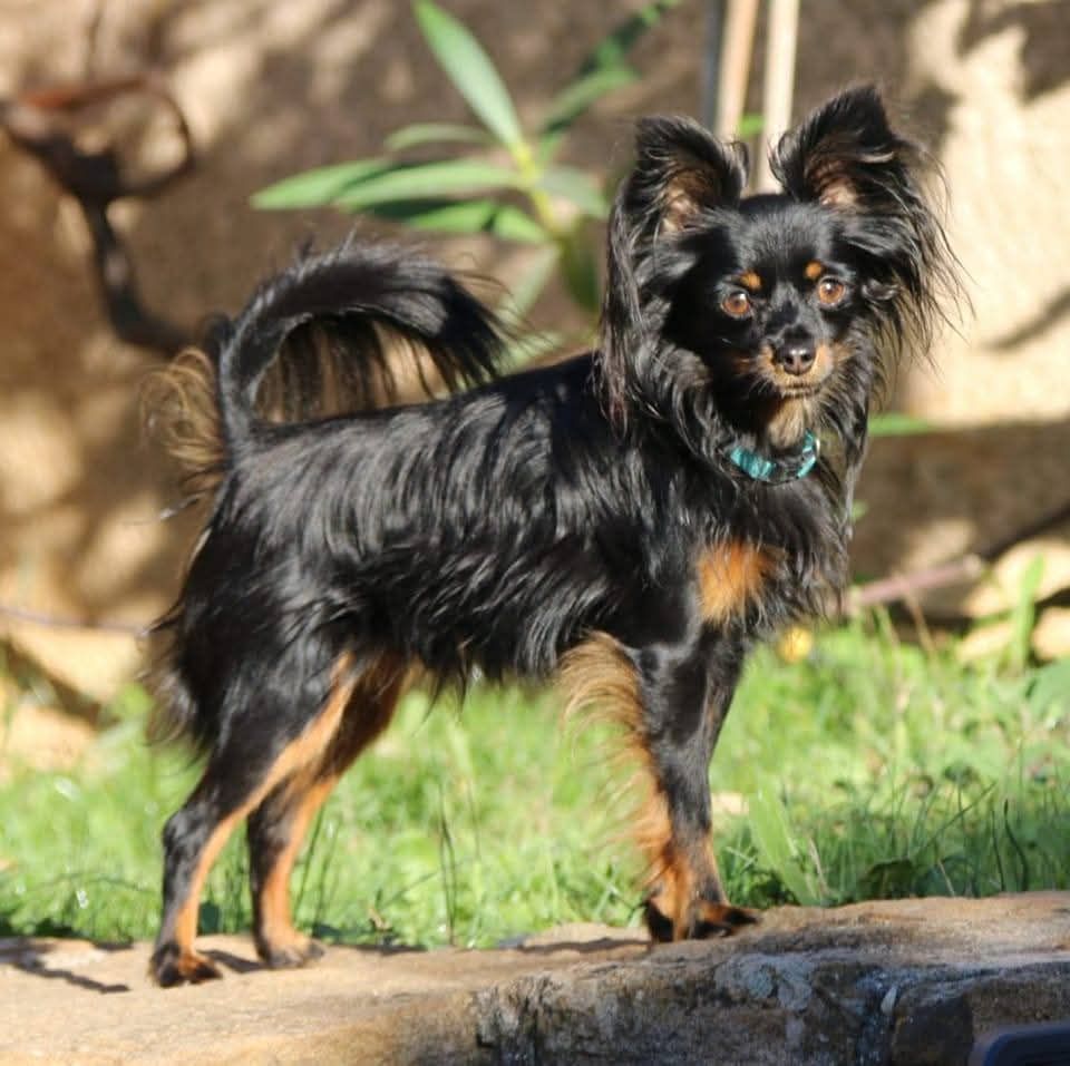 Publication : Des Toys De Janas Auteur : Les Toys de Janas 