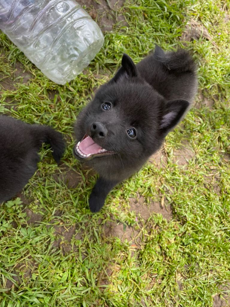 Publication : Lesira's Schipper Auteur : Irina Adriana