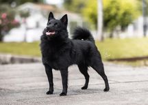 Publication : Lesira's Schipper Auteur : Oak and Hund Photography