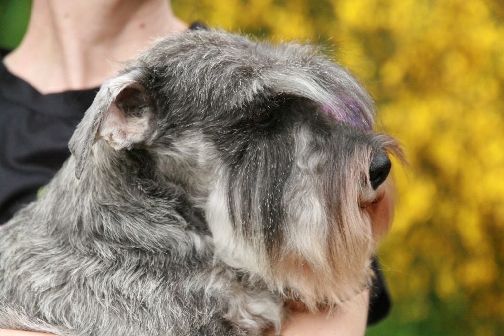 Publication : De La Forêt Enchantée Auteur : FABIEN WALDMANN