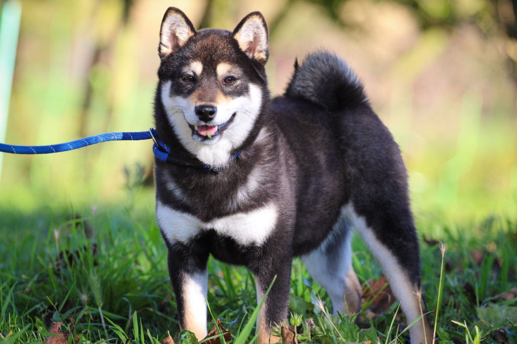 Publication : de la Belle Etoile du Saves 