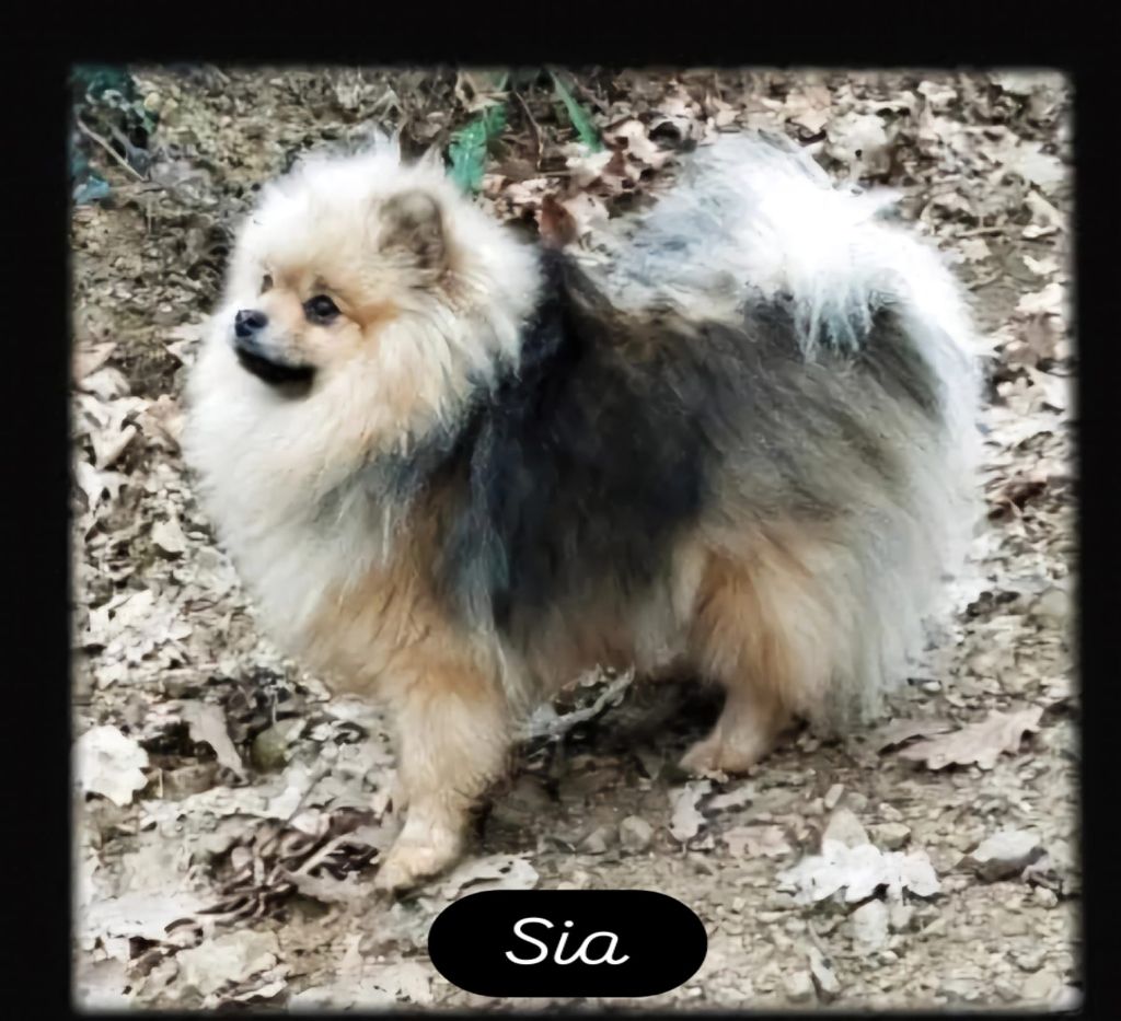 Publication : (Sans Affixe) 