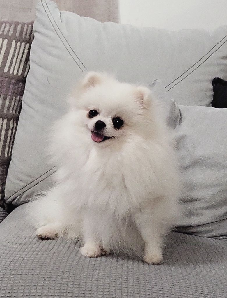 Publication : Kalivae's Stafford