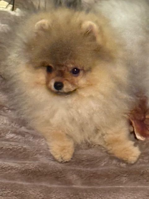 Publication : Des Bully Du Mordor 