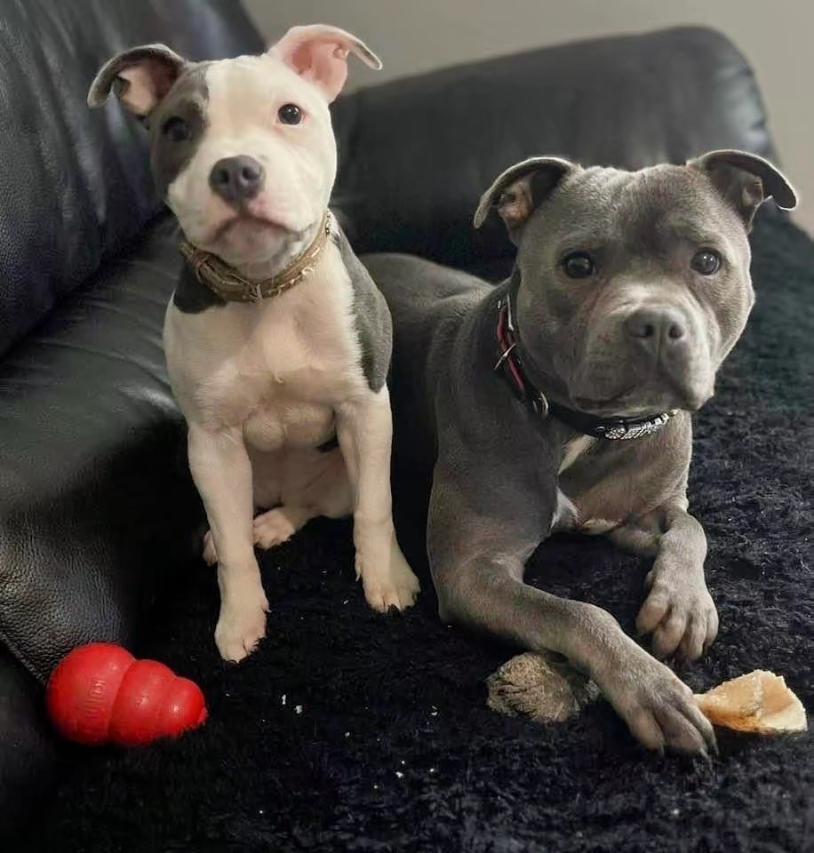 Publication : De La Villa Lorraine 