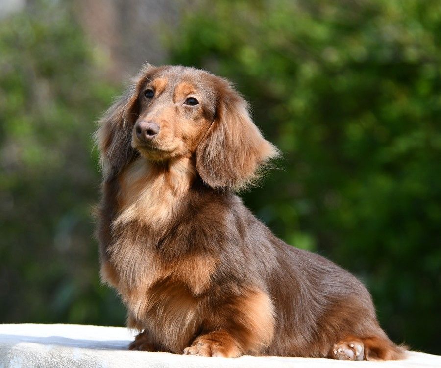 Publication : Original Serie Auteur : michaux gervais