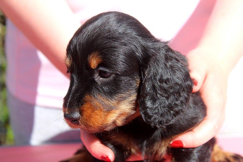 Publication : Des Narcisses Du Royaume D'egypte 