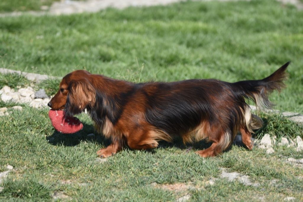 Publication : de la vallée du grand loup