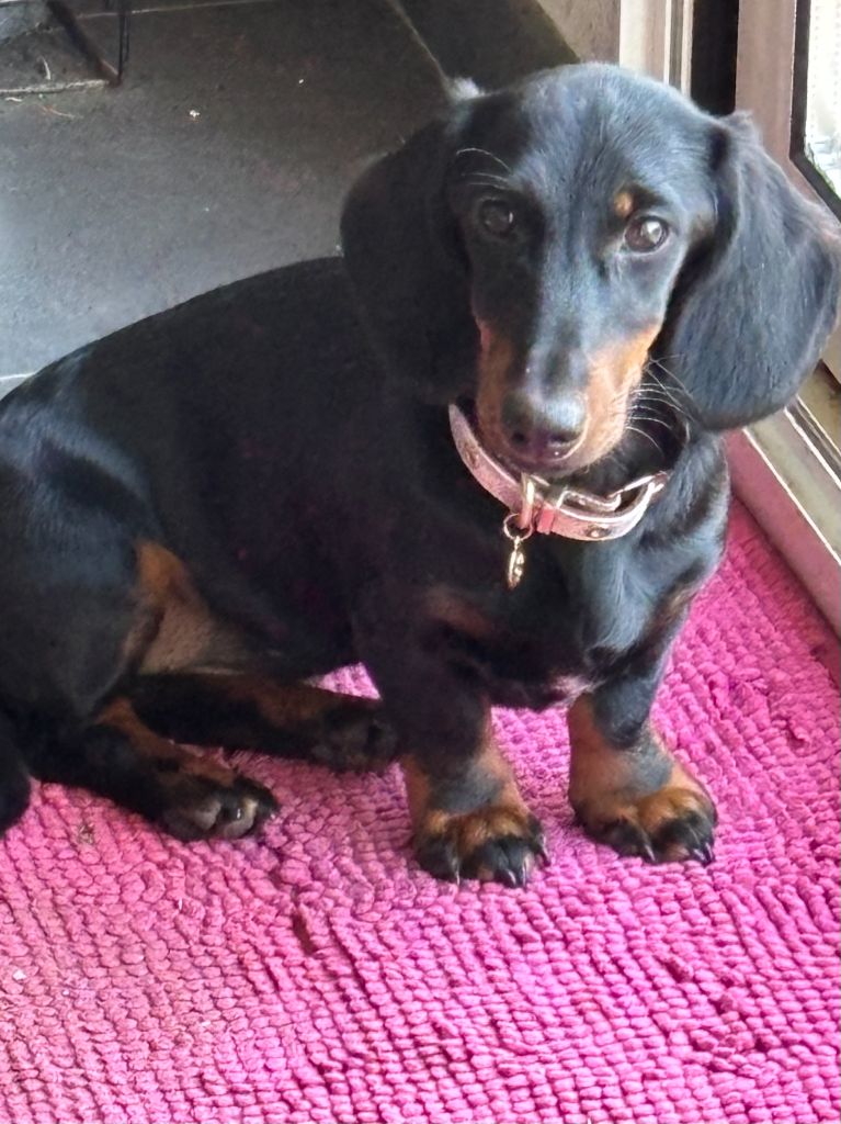 Publication : du Domaine des Chtitespattes 