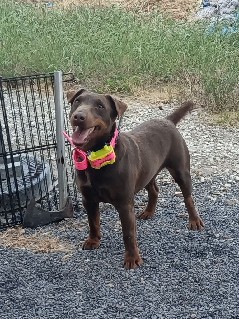 Publication : De La Forêt Argonnaise 