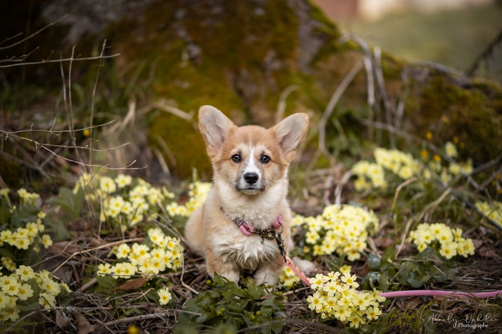 Publication : Des seigneurs de montbel