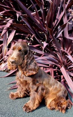 Étalon Cocker Spaniel Anglais - Milka (Sans Affixe)