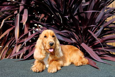 Étalon Cocker Spaniel Anglais - Urielle dite arya (Sans Affixe)