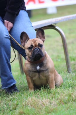 Étalon Bouledogue français - Arrogance d aloha de l'Empire des Hellls
