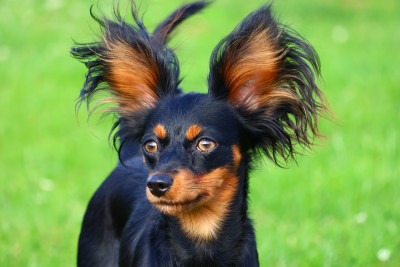 Étalon Russkiy Toy (Petit Chien Russe) - Valky De la Nouknoukerie