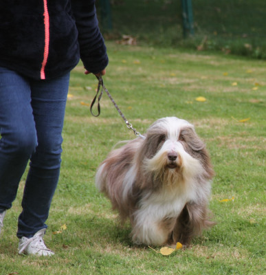 Étalon Bearded Collie - CH. All stars shine moravian furry beardie