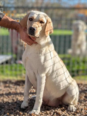 Étalon Labrador Retriever - U'cookie Du Domaine Charlésien