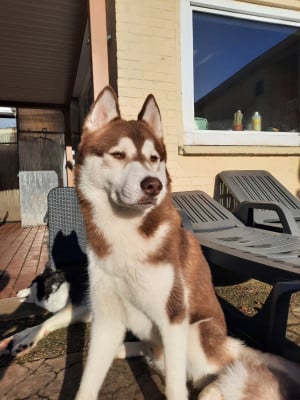 Étalon Siberian Husky - Vegas Ark Of The Snow Wolves