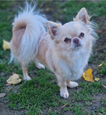 Étalon Chihuahua - CH. Vin's Des Légendes De Sardelis