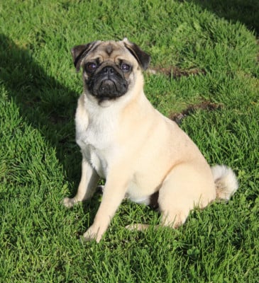 Étalon Carlin - Vanoa (Sans Affixe)