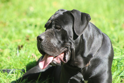 Étalon Cane Corso - Vauban de Genevayse