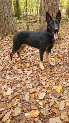 Étalon Berger Allemand - Végas ronnie Des éclairs De Fureur