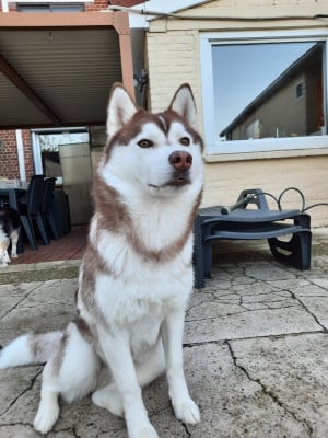 Étalon Siberian Husky - Uska Des Petits Loups Polaires