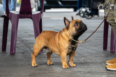 Étalon Bouledogue français - Kris (Sans Affixe)