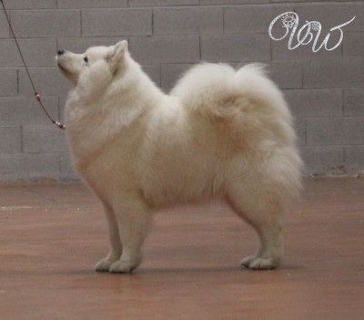 Étalon Samoyède - CH. Mystic milady Von Weiss Juwelen