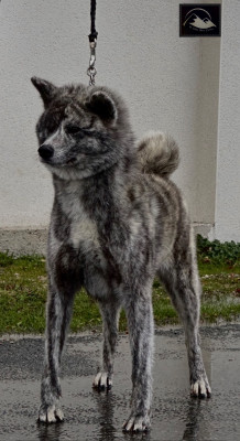 Étalon Akita - Torafuji- go di bordakitainu kensha