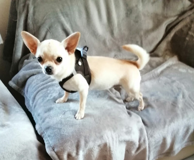 Étalon Chihuahua - Vanilla Du Moulin Des Petits Gringos