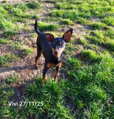 Étalon Pinscher nain - Vivi Des Pinschouns Du Poucouron