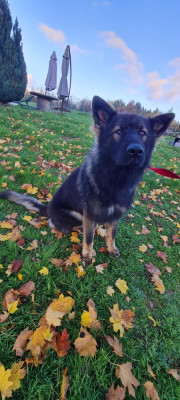 Étalon Berger Allemand Poil Long - Eton valtor fan'e lyntsje snijers