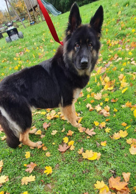 Étalon Berger Allemand Poil Long - Téquila D'Herrera Del Alcantara