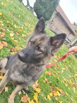 Étalon Berger Allemand Poil Long - Uska D'Herrera Del Alcantara