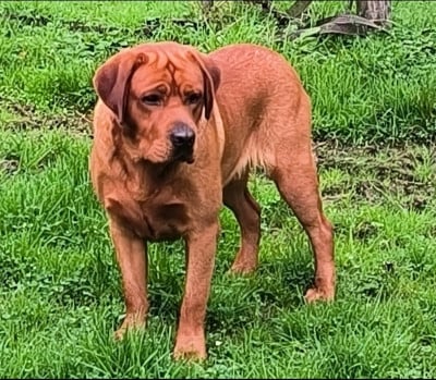 Étalon Labrador Retriever - El nino od himalajskeho cedru