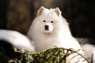 Étalon Samoyède - Oxbow fashion design De sanna gourska