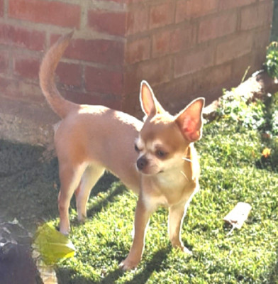 Étalon Chihuahua - Althéa lavender De L’Ecrin Des Joyaux