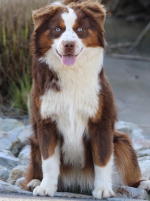 Étalon Berger Américain Miniature - Vendetta du pic d’espade