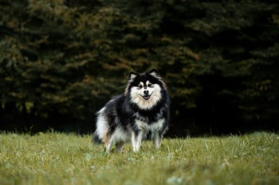 Étalon Chien finnois de Laponie - Uska Du Domaine De Mirage