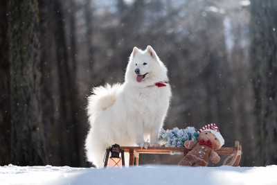 Étalon Samoyède - Serra bella Des Noces De Coton