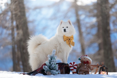 Étalon Samoyède - Valdis bel ochka Des Noces De Coton