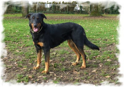 Étalon Berger de Beauce - Univers lova-neige du Royaume D'Elsa