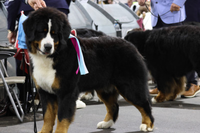 Étalon Bouvier Bernois - As de trèfle pic ton coeur De La Cathedrale Des Ours