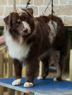 Étalon Berger Australien - Voy hacia el amor Du Bois D’Eltik