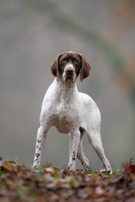 Étalon Braque français, type Gascogne (grande taille) - Alaska'mg du Milobre de Bouisse
