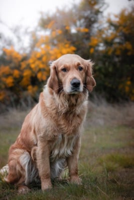 Étalon Golden Retriever - Ulao De La Vallée Des Golden D'Or